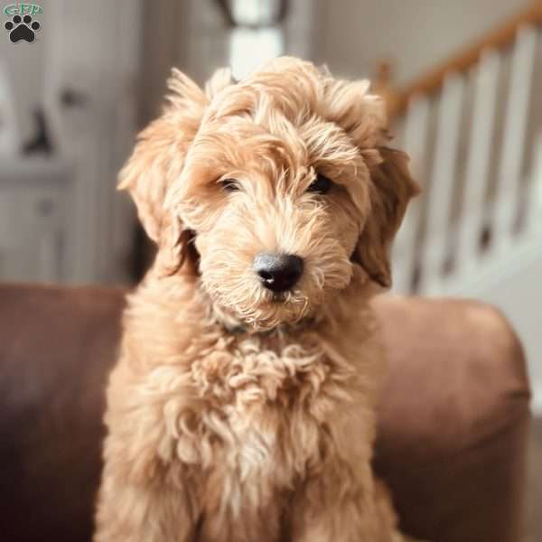 Ford, Mini Goldendoodle Puppy